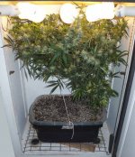 cflscrogcab_9thrun_day42f_03_nhxm3_canopy.jpg