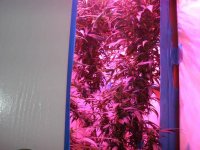 Afghan_Kush_040113 003.jpg