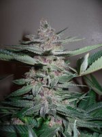 black rose pheno1.jpg