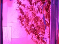 Afghan_Kush_040313 001.jpg