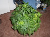 Afghan_Kush_040313 012.jpg