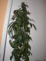 Afghan_Kush_040313 013.jpg