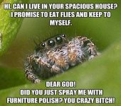 spider.jpg