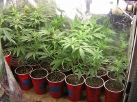 CFL Grow 2009 034.jpg