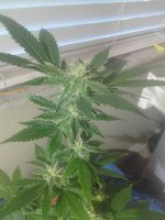 South Florida OG Week 4-2.jpg