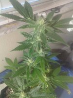 South Florida OG Week 4-4.jpg