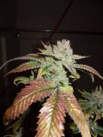 larry og 63 days .jpg