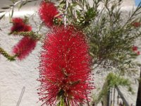 bottle brush.jpg