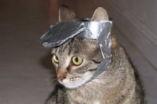 Duct Tape Use Involving cat's with B-days 1032954.jpg