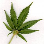 marijuana leaf-thumb-400x401.jpeg