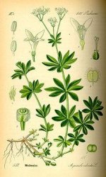 220px-Illustration_Galium_odorata0.jpg