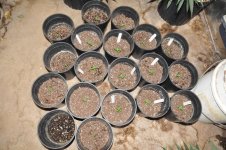 ZD seedlings.jpg