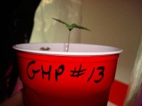 GHP#13 2-25-2010.jpg