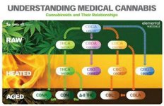 Cannabinoids Comparison.jpg