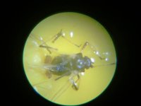 root aphid.jpg