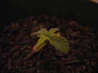 phosphprus_seedling_tiktok420jpg.jpg