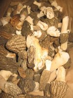 104277147-morels_023.jpg