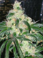 Grow #2 12-22 008.jpg