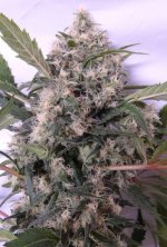 Bubba Kush HashPlant 54 cola.jpg