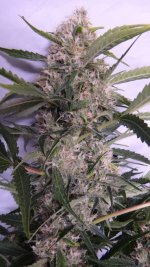 Bubba Kush HashPlant 35 cola.jpg