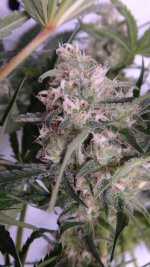 Bubba Kush HashPlant 35 bud.jpg