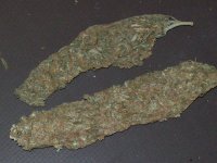 OAXACAN AND GRAPE BUD PORN 018.JPG