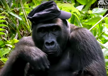 gorilla pt2.png