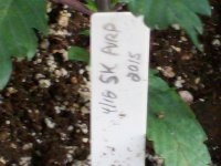 OAXACAN REPLANT 1 GAL 011.JPG