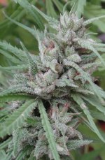 Golden Tiger fem Malawi pheno bud finishing.jpg