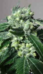 Nepal Jam 12 seeded at 30 days flowering cola.jpg