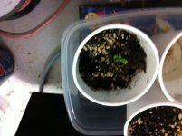 Day 3 of sprout