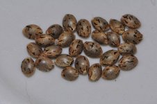 Malawi seed.jpg