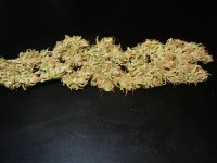 Haze n Holidaze 090.jpg