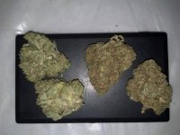 gorilla glue #4 cured-not cured.jpg