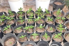 MOK seedlings.jpg