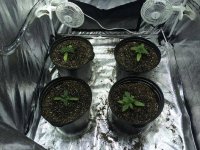 Day 17 from seed.jpg