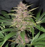 Mandala1-purple pheno 50 days flowering.jpg