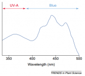 action spectrum typically observed for phototropin-mediated respones (phototropic, photoaxis, an.png