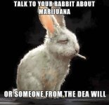 stonedrabbit.jpg