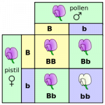 250px-Punnett_square_mendel_flowers.svg[1].png