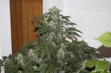 f sister to skunk shot 2015 14 seed test..jpg