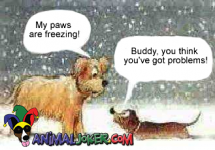 Funny-Snow-Dogs.png