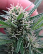 Panama Diosa bud 25 days flowering guerrilla style.jpg