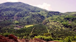 FINCA-CAFETERA-COLOMBIA-BELEN-DE-UMBRIA-.jpg