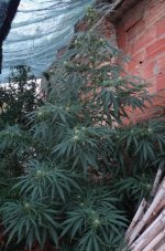 Malawi New Killer 4 weeks of flowering.jpg