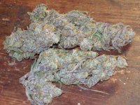 PURPLE SKULL BUDD DRY 019.jpg