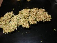 Nevilles Haze Nl 010.jpg