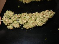 Nevilles Haze Nl 011.jpg