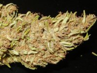 Nevilles Haze Nl 012.jpg