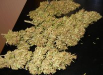 Nevilles Haze Nl 008.jpg